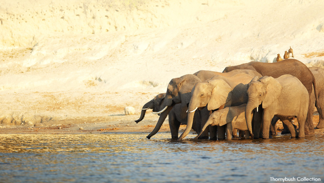 Elephants at Thornybush Game Reserve