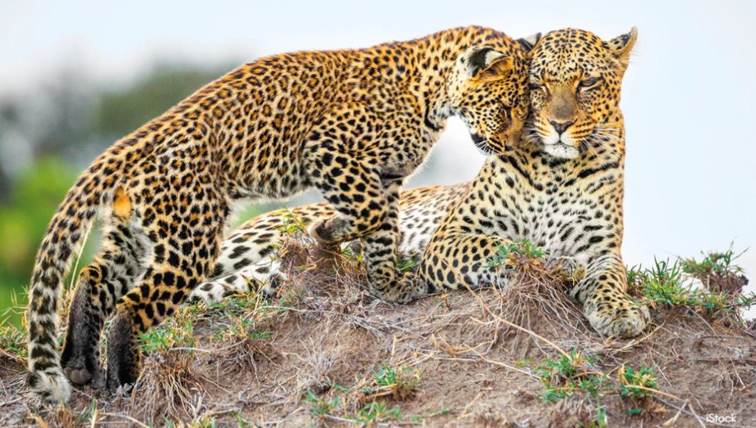 Leopard family in Tanzania