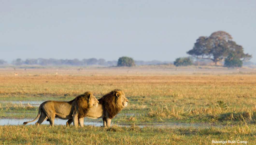 Lions in Kafue