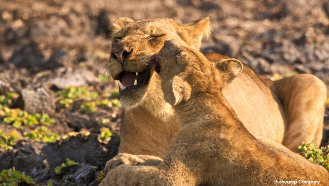 Lions in South Luangwa National Park