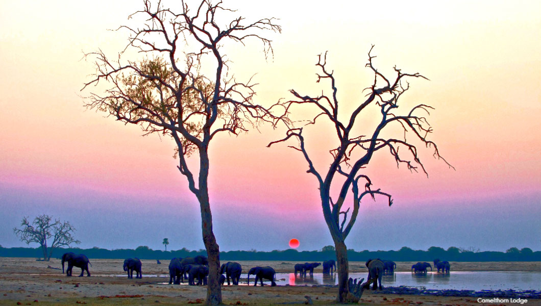 Elephants at Sunset