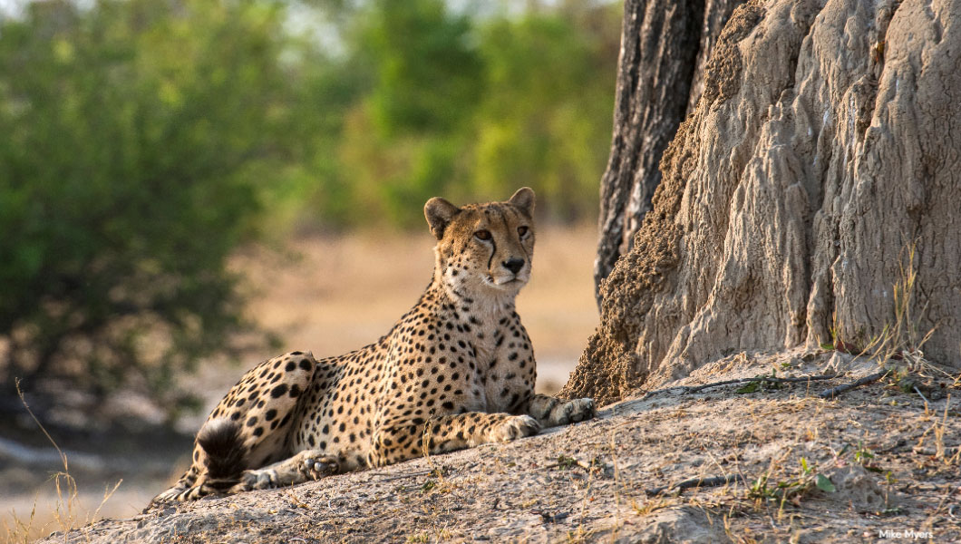 Cheetah in Hwange