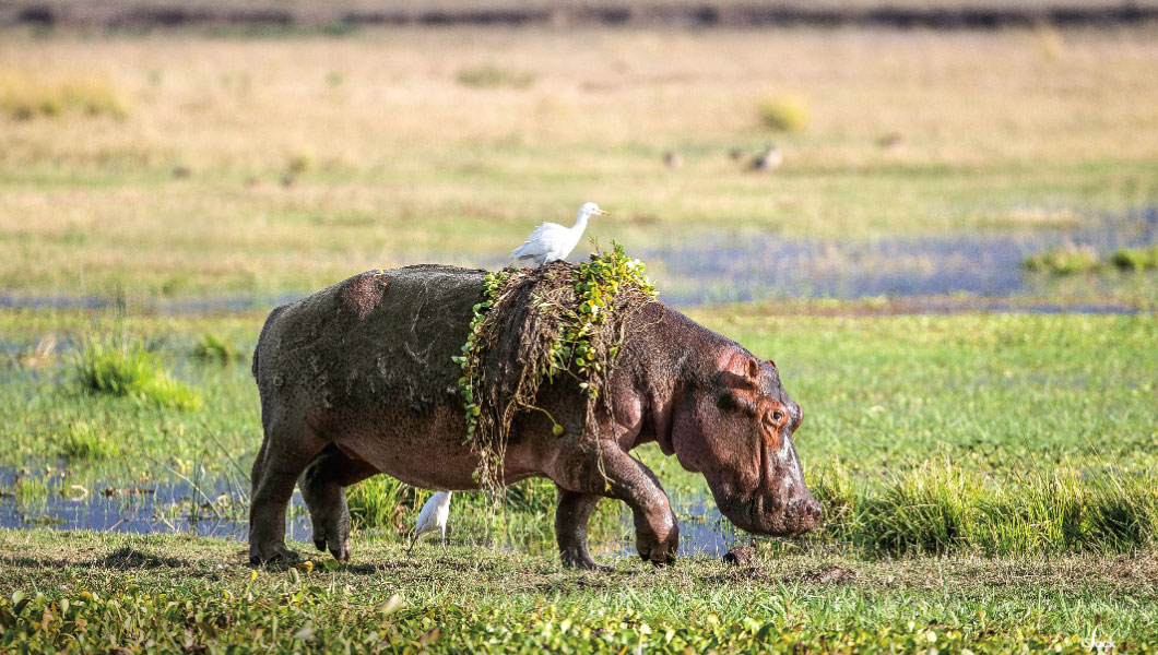 Hippo At Mana Pools 