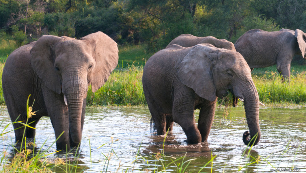 Elephants at Hwange