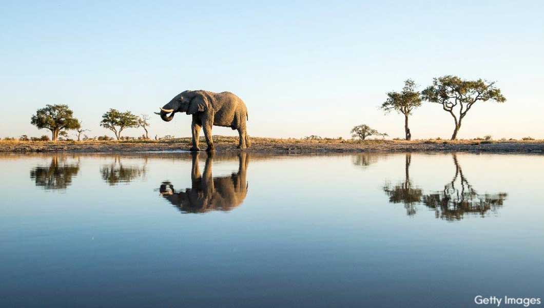 Elephant Drinking