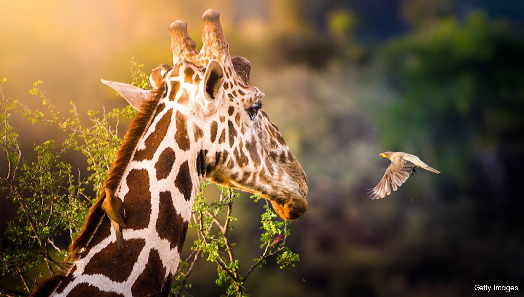 Giraffe Closeup