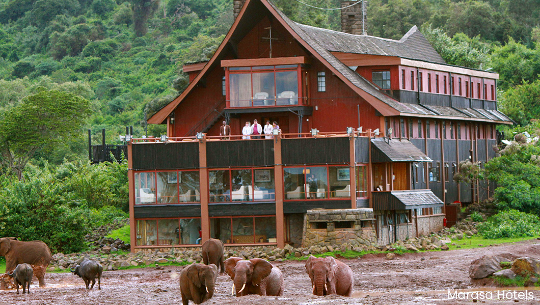 Elephants at the Ark