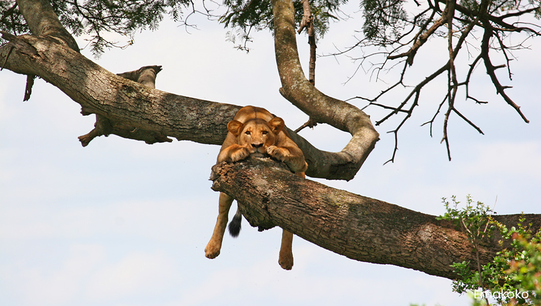 Lion in a Tree - Emakoko