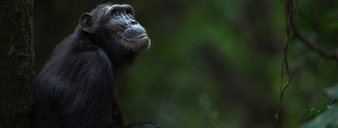 Chimpanzee in Rwanda