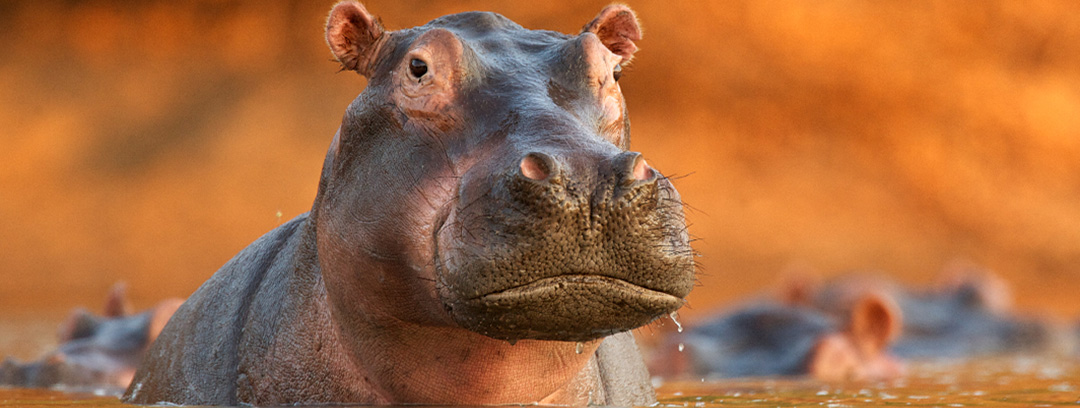 Hippo in Water Hippo in Water