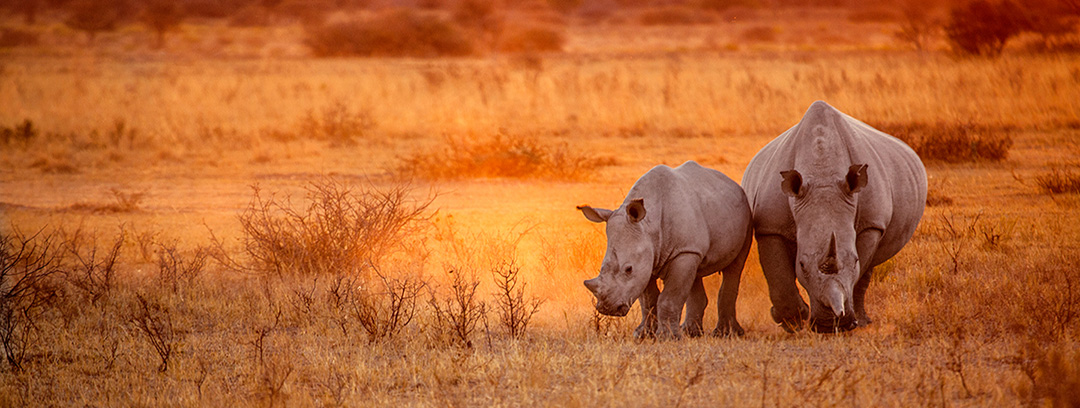 Enchanting Kenya - Rhinos