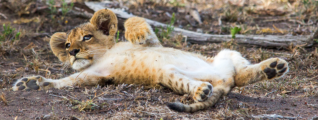 Cute lion cub at Sabi Sabi