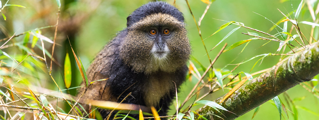 Golden Monkey in Rwanda