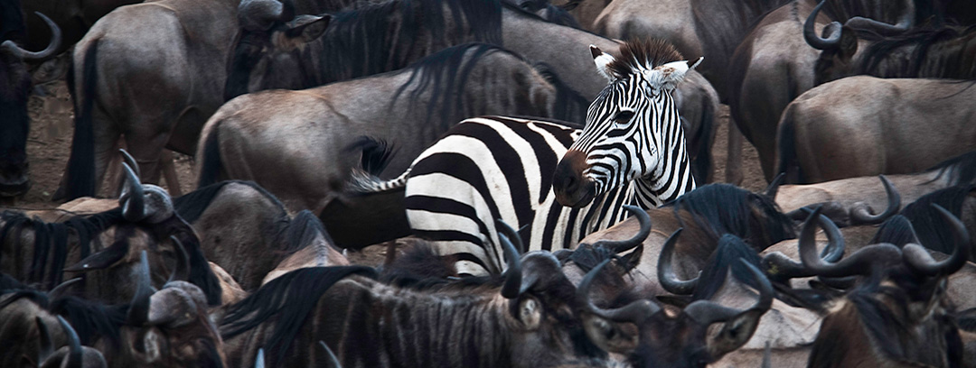 Zebra and Wildebeest Migration in Africa
