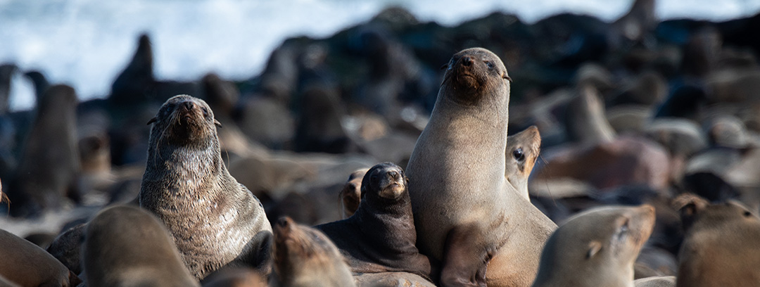 Sea Lions in Namibia