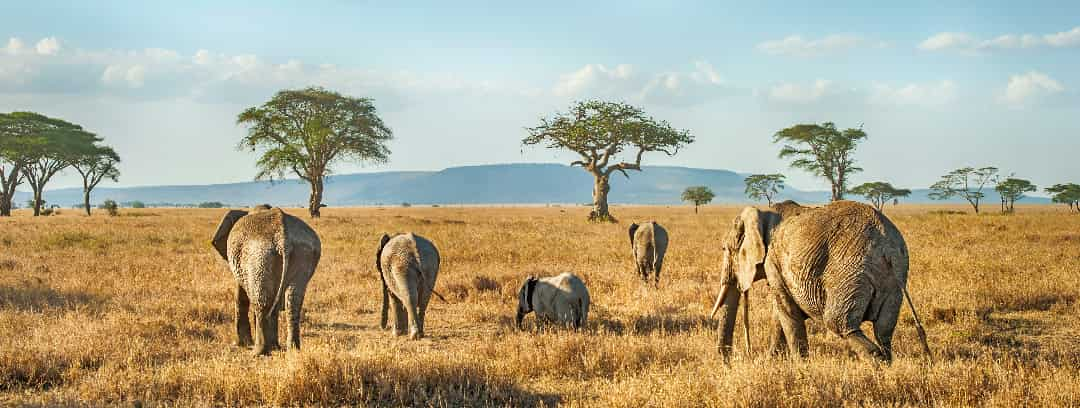 Elephants in Serengeti