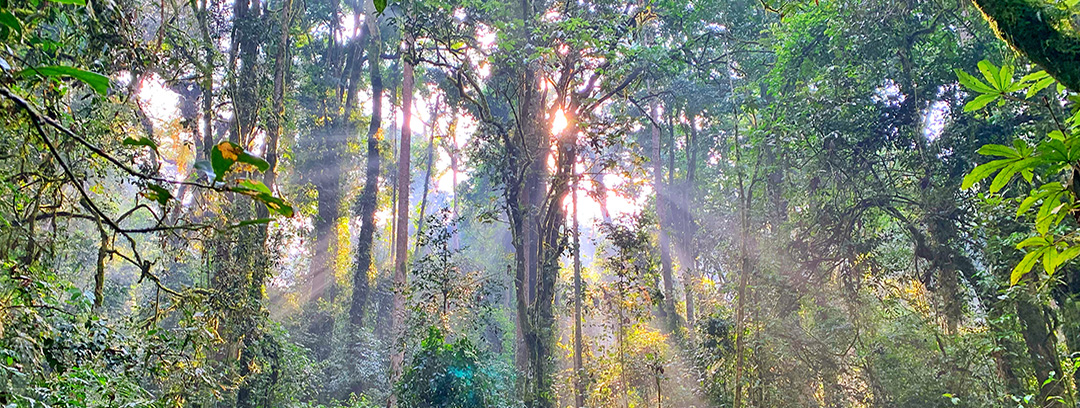 Nyungwe National Park - Rainforest