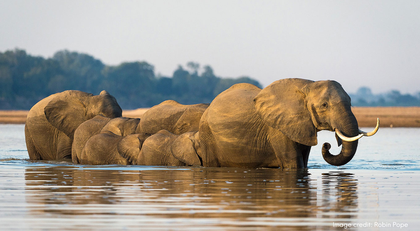 A Parade, or Herd, of Elephants