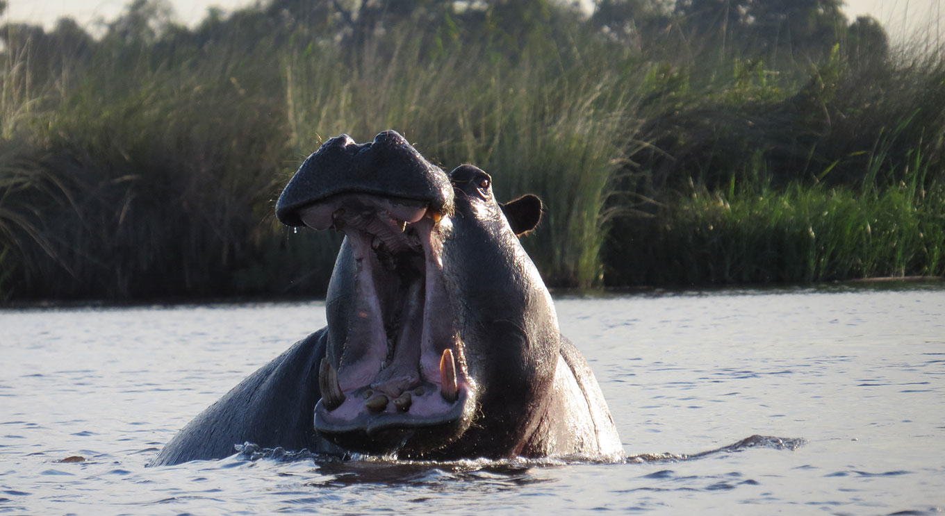 A hippo near Kadizora Camp in the Okavango Delta