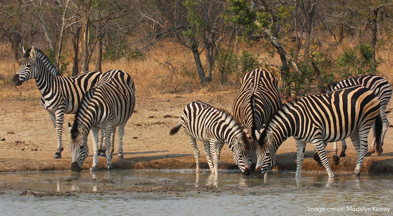 Six Zebras