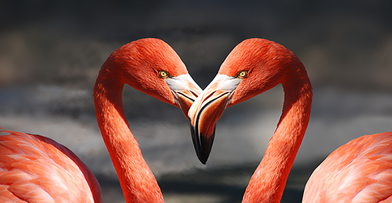 Flamingo Mates