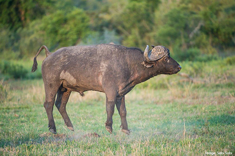 Sabi Sabi