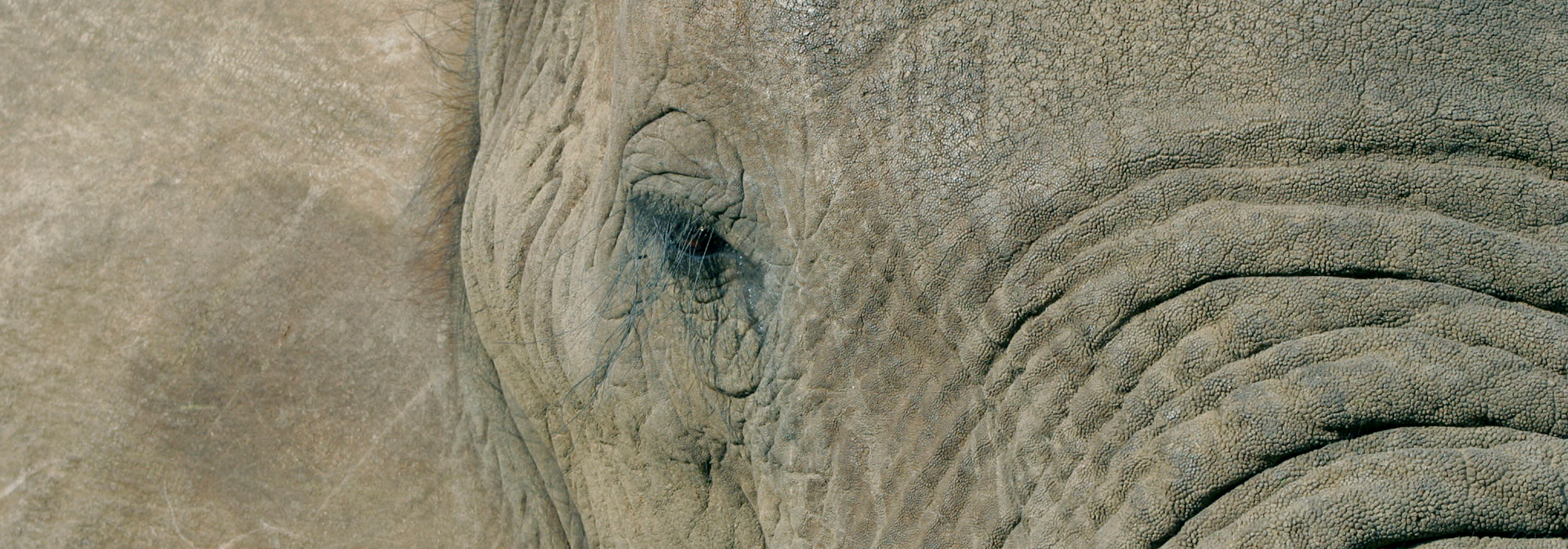 Elephant Closeup