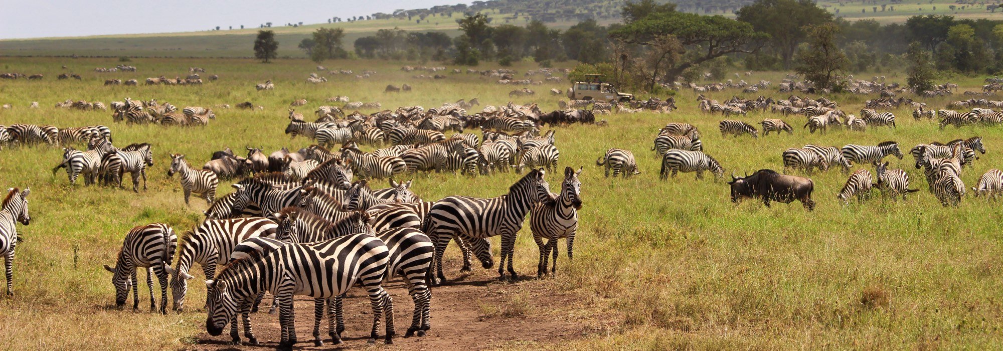 Game Drive in Tanzania