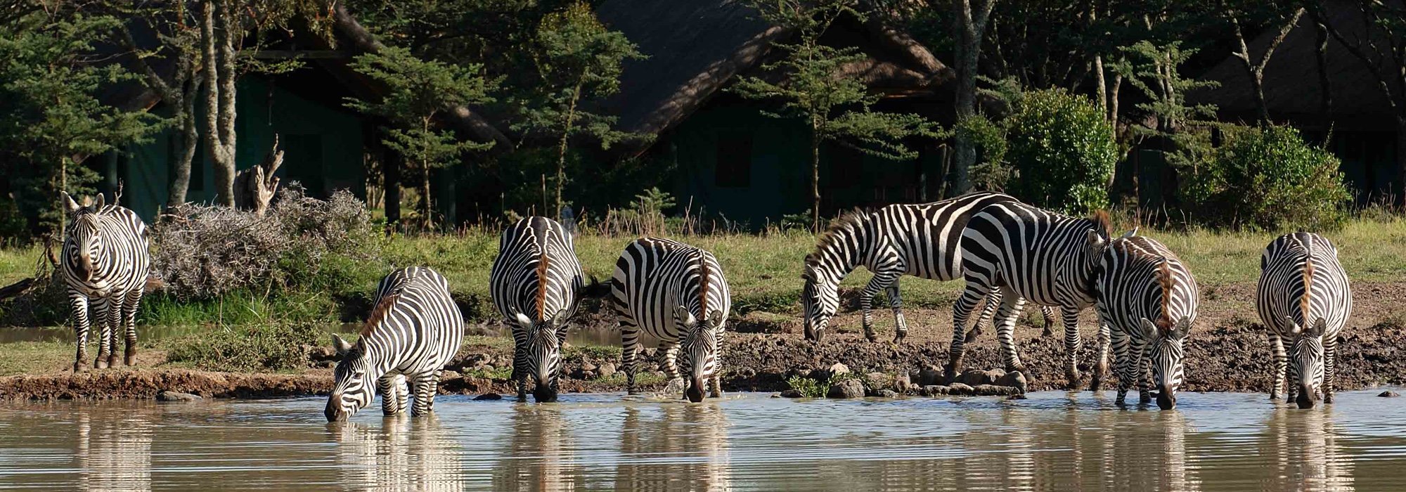 Zebras in Kenya