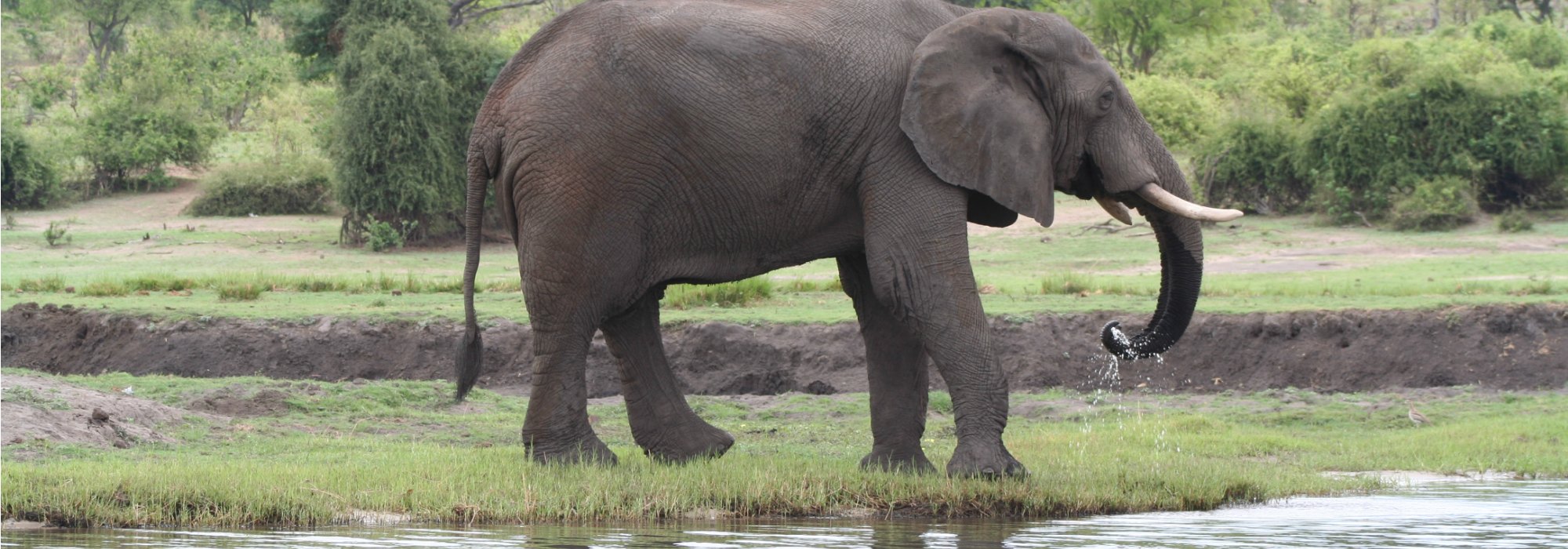 Elephant in Chobe National Park