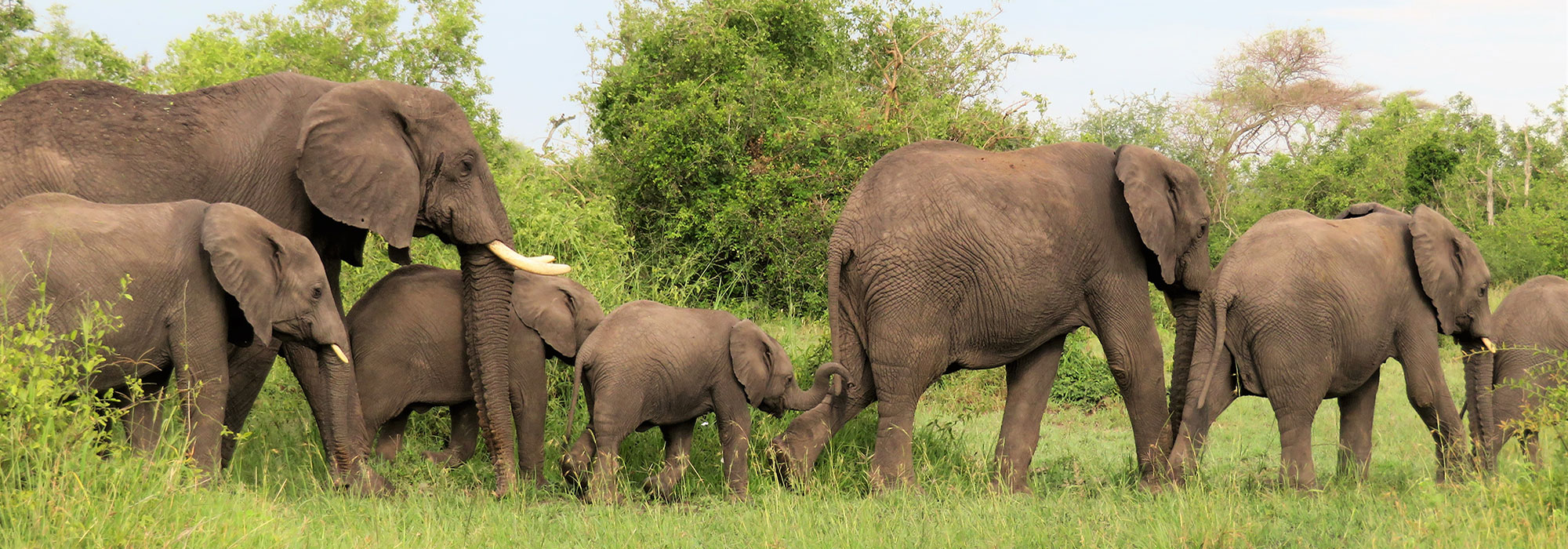 Herd of Elephants in Tanzania