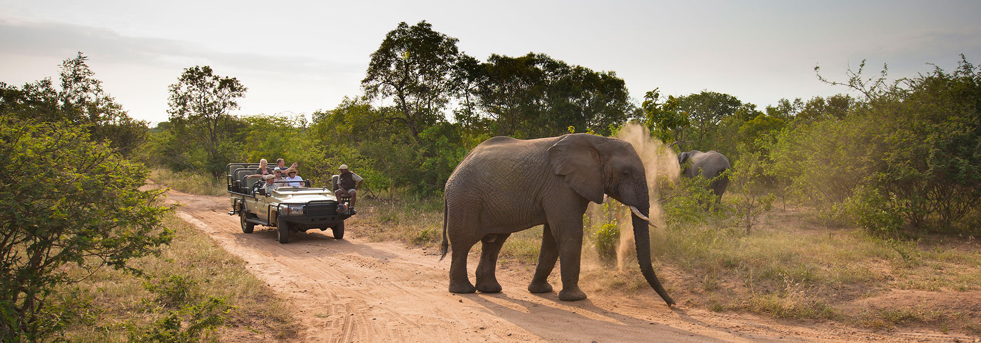 Safari Game Drive at Kapama