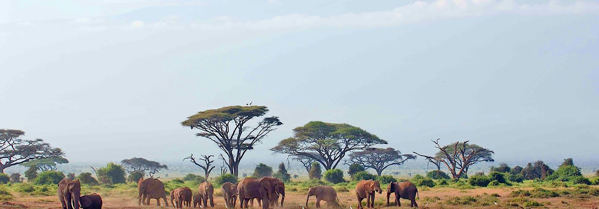 Amboseli wildlife