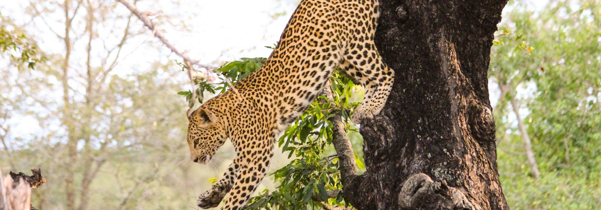 Leopard in a Tree