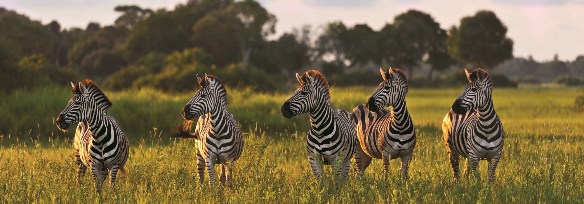 Zebra in Botswana