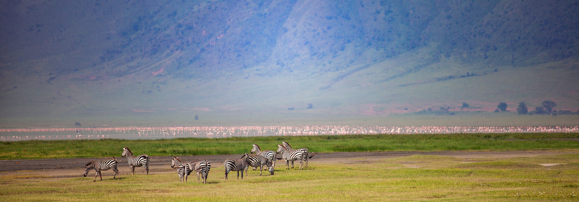 Zebras in Ngorongoro Crater