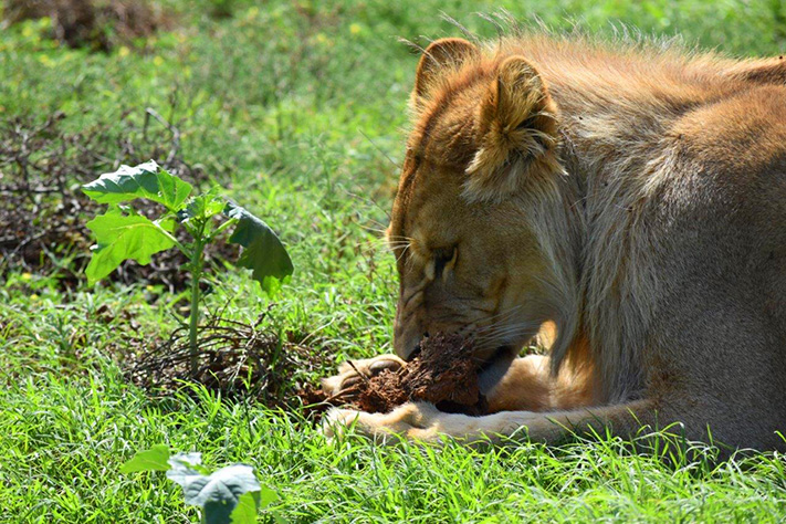 King the Lion