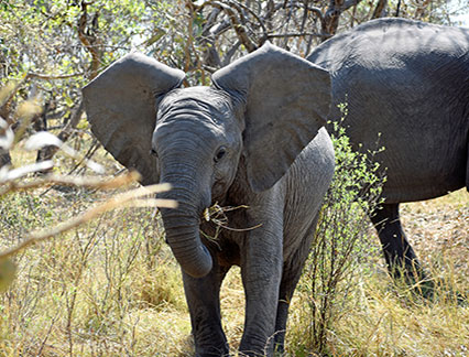 Baby Elephant