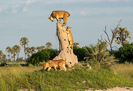 Xigera - Lions on Anthill