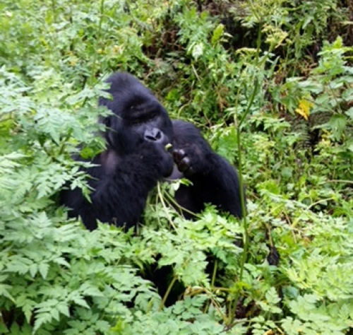 Gorilla in Volcanoes National Park