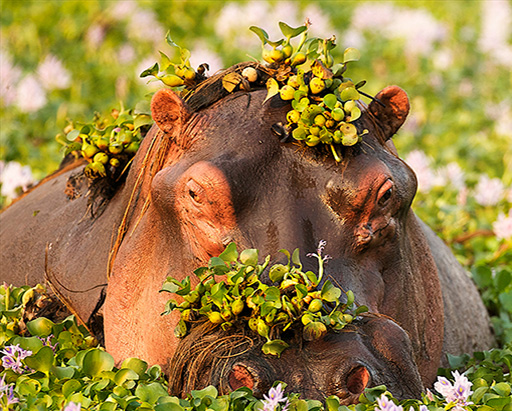 Hippo in Water - Zimbabwe