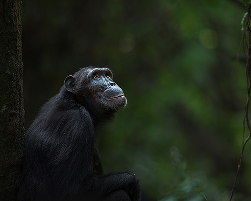 Chimpanzee in Rwanda