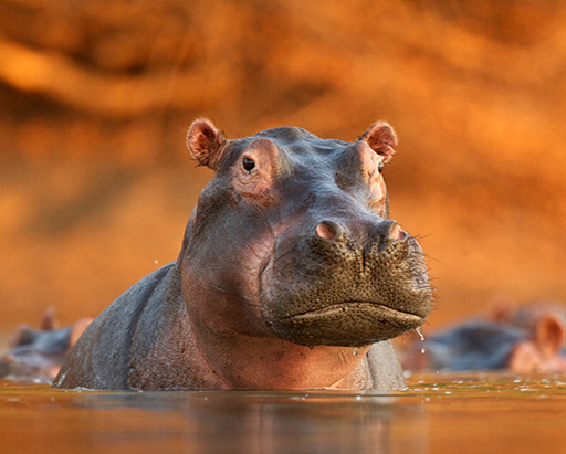 Hippo in Water Hippo in Water