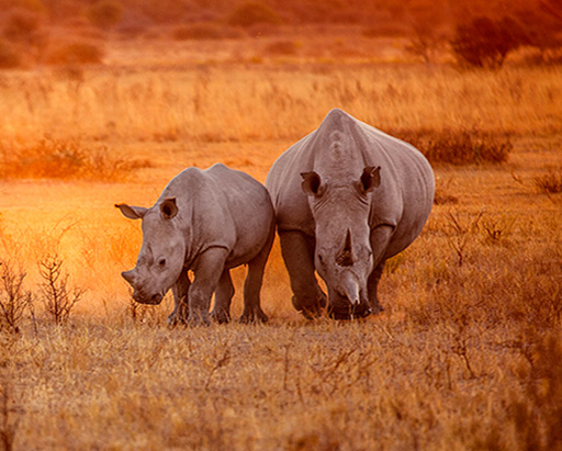 Enchanting Kenya - Rhinos
