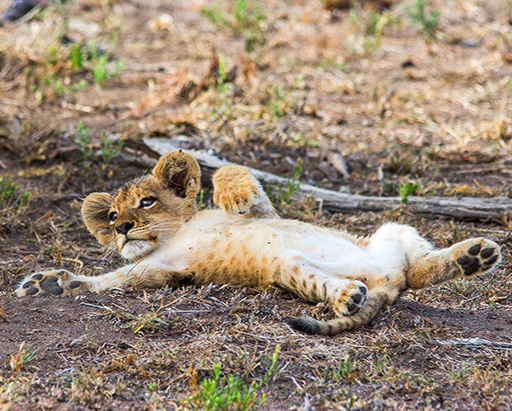 Cute lion cub at Sabi Sabi