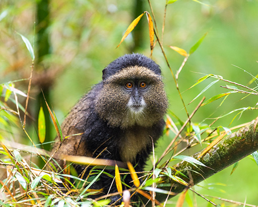 Golden Monkey in Rwanda