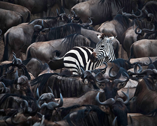 Zebra and Wildebeest Migration in Africa