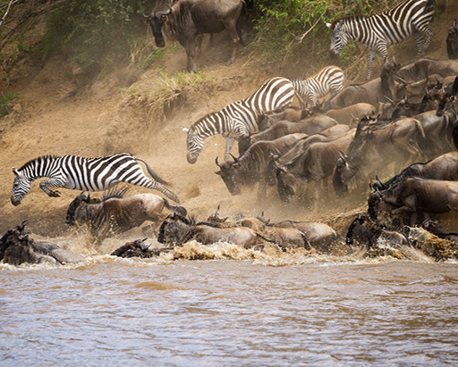 Migration in Kenya