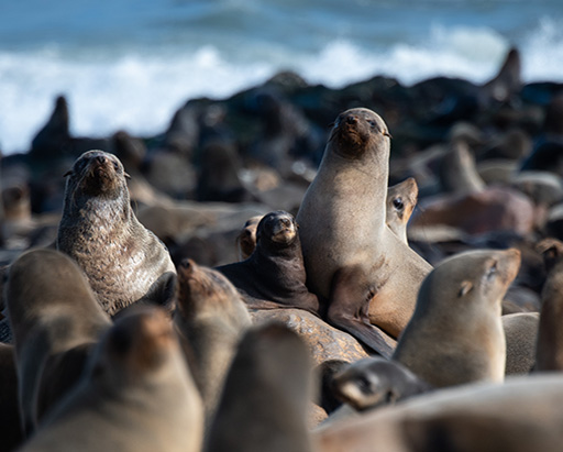 Sea Lions in Namibia