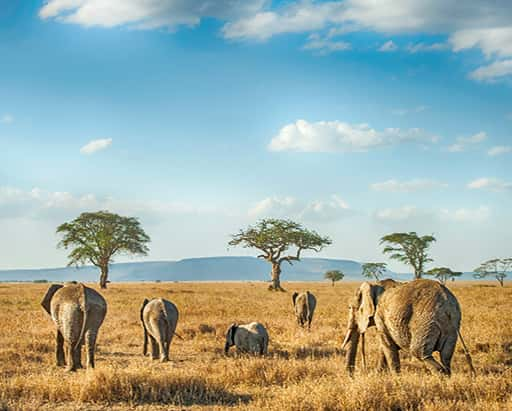 Elephants in Serengeti